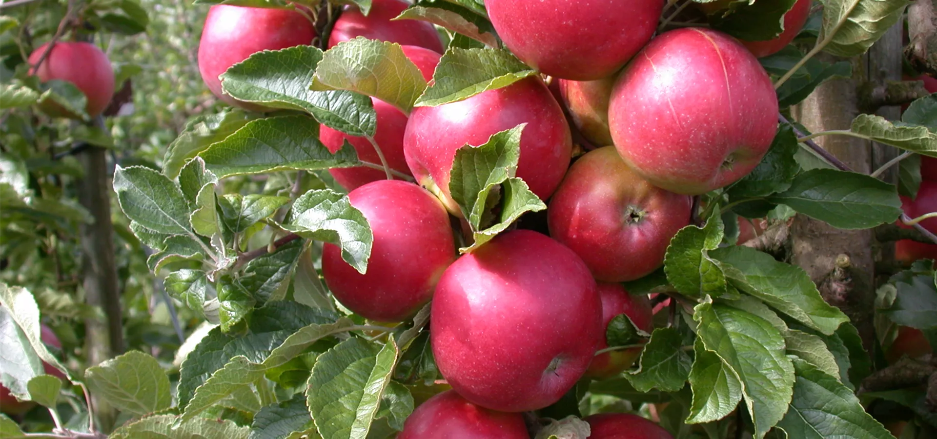 Malus domestica 'Pinova'(s)
