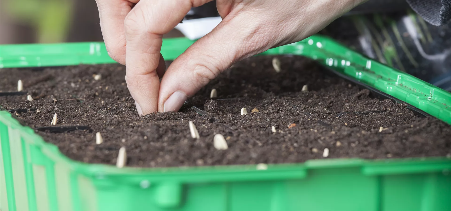 Anzuchtschale, Zucchinisamen setzen