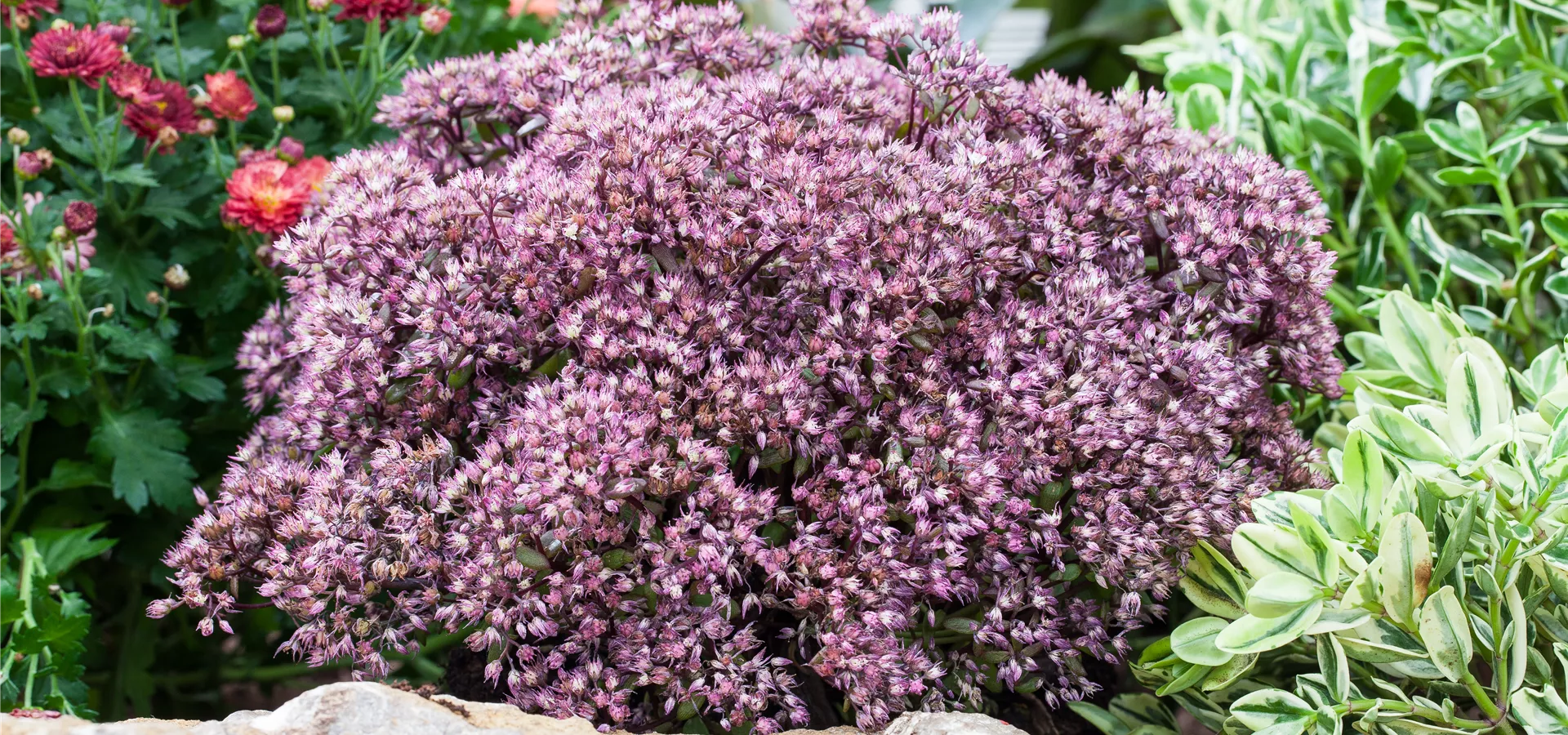 Sedum