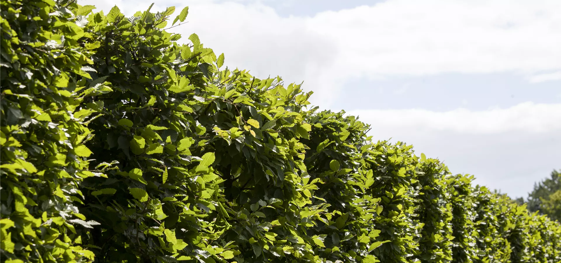 Carpinus betulus 'Frans Fontaine'