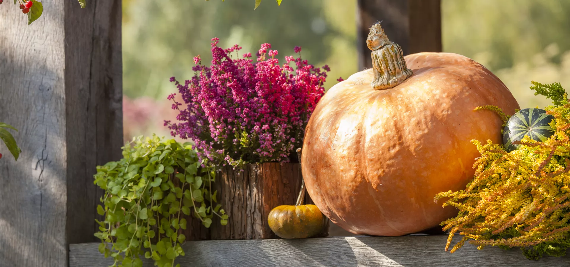 Lysimachia nummularia