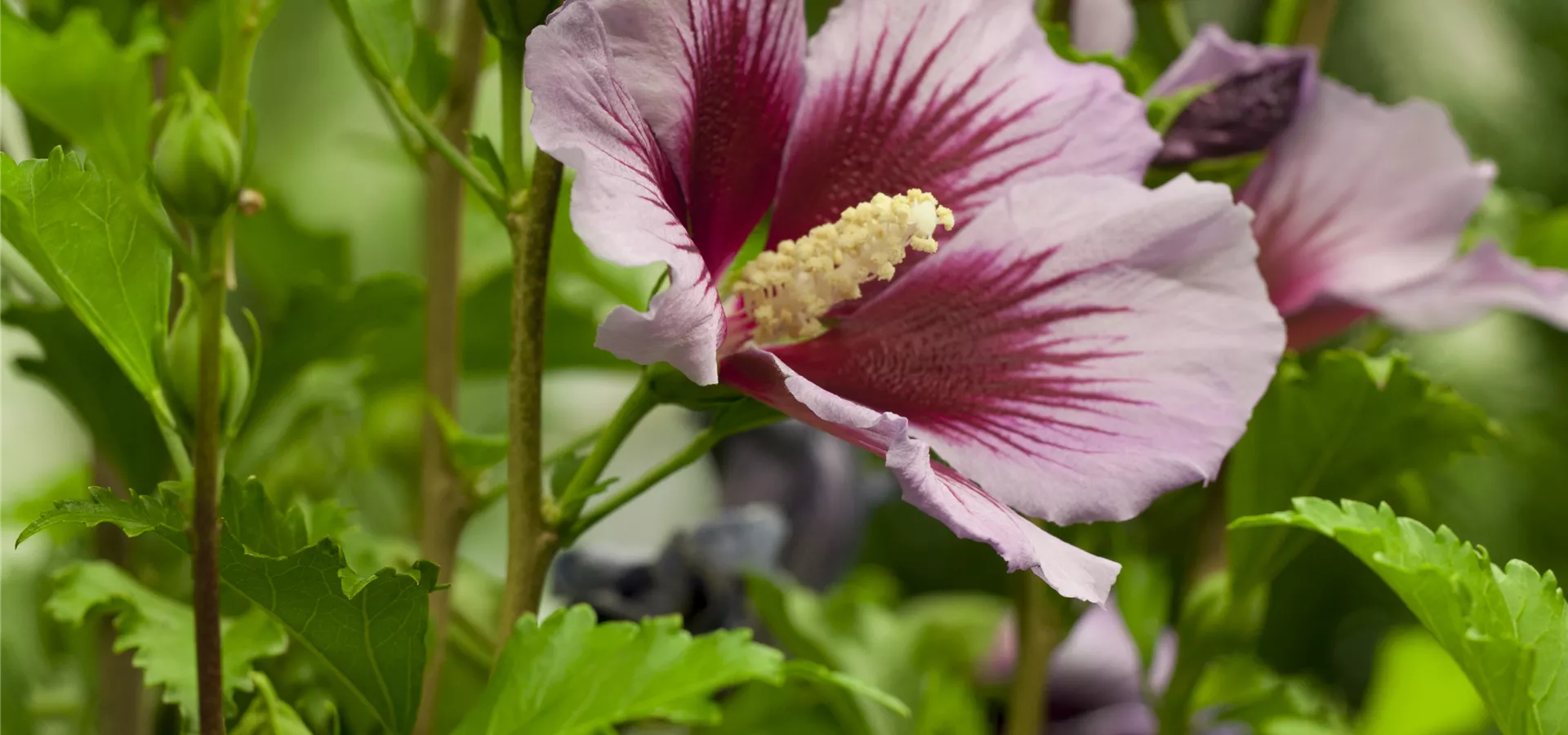Hibiscus syriacus