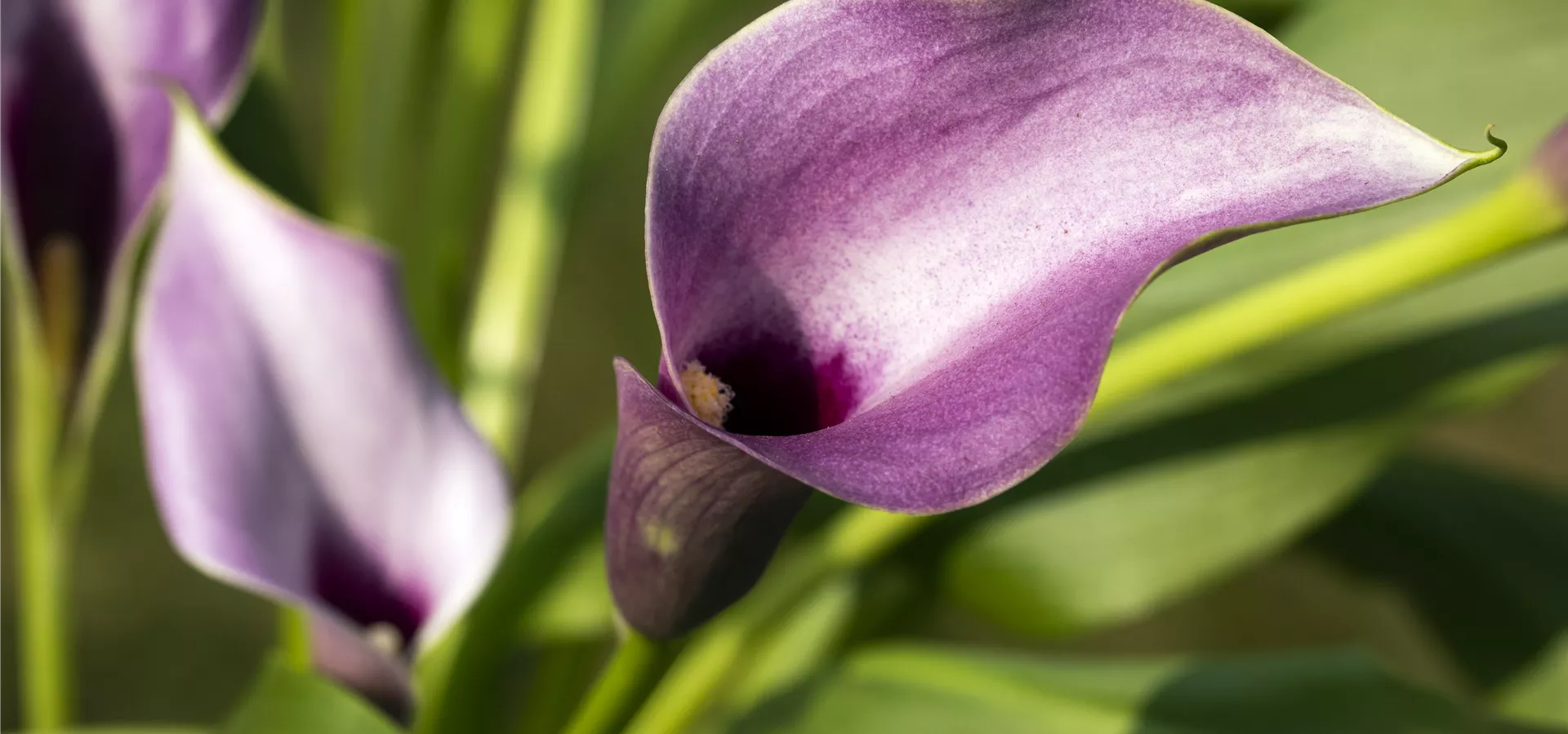 Zantedeschia aethiopica, lila