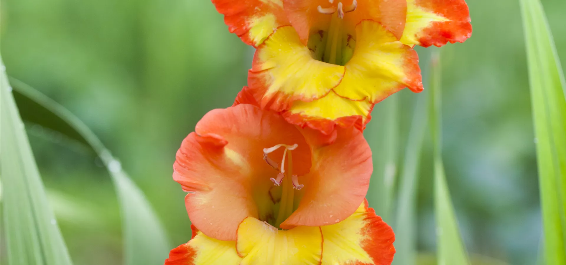 Gladiolus, gelb-rot