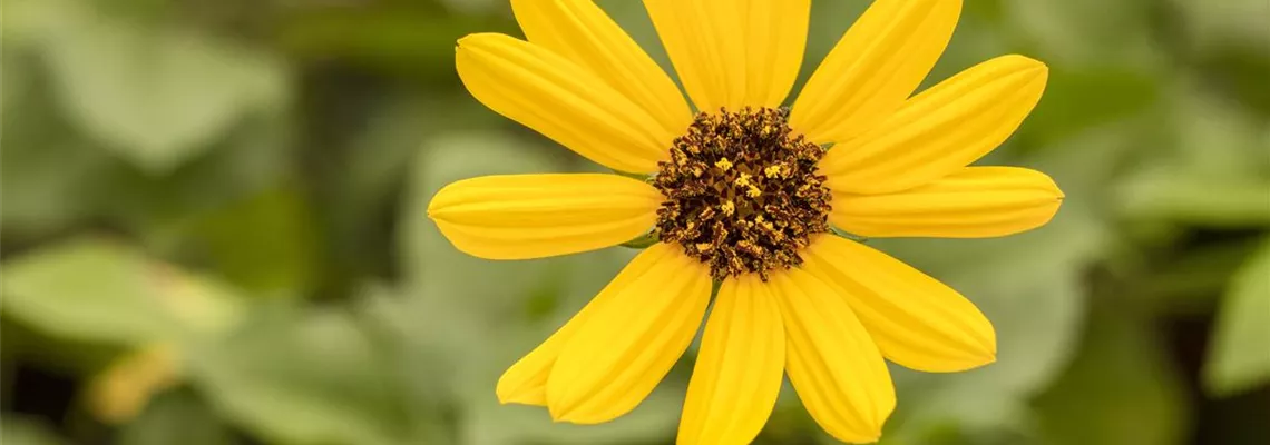 Mit einjährigen Pflanzen den Garten bunter machen