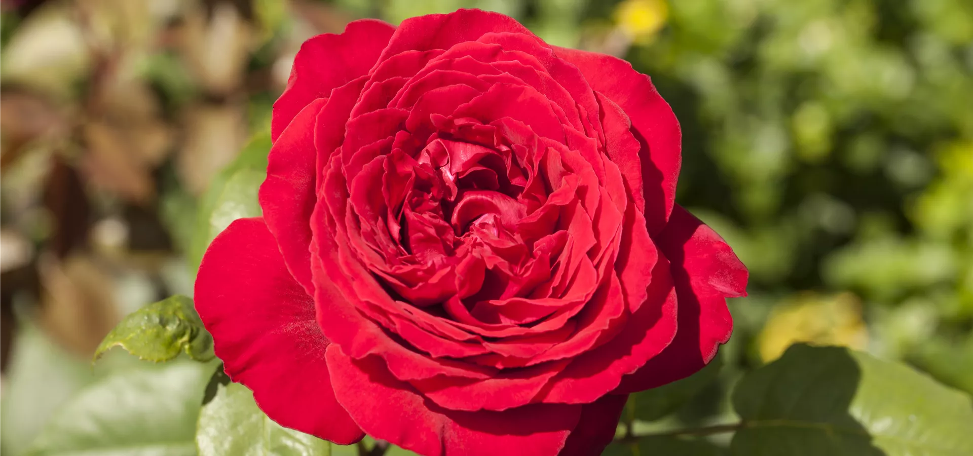 Edelrose, rot Edelrose, rot