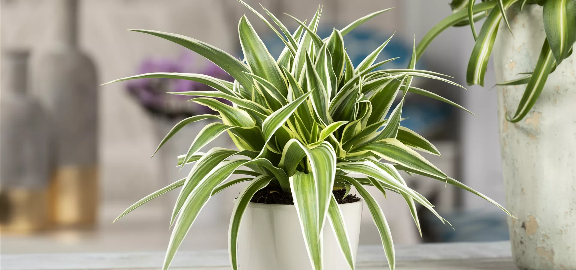 Chlorophytum comosum 'Ocean'