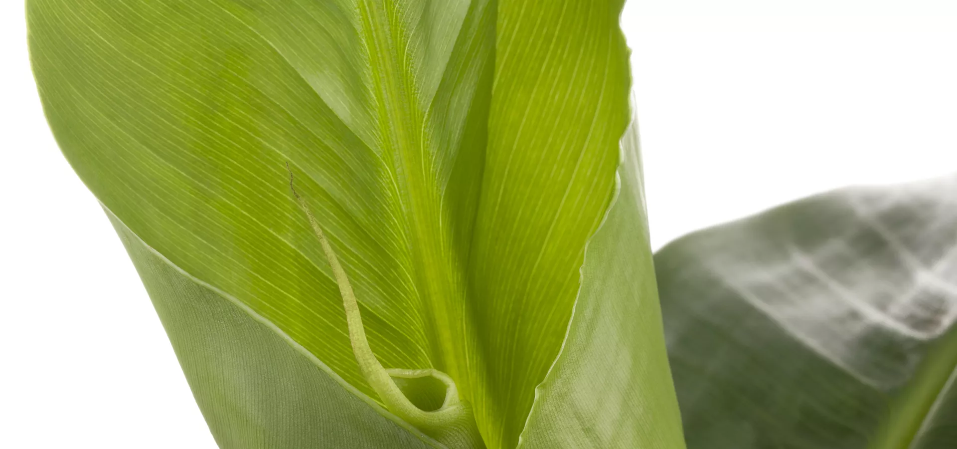 Musa 'Banana Tropicana'