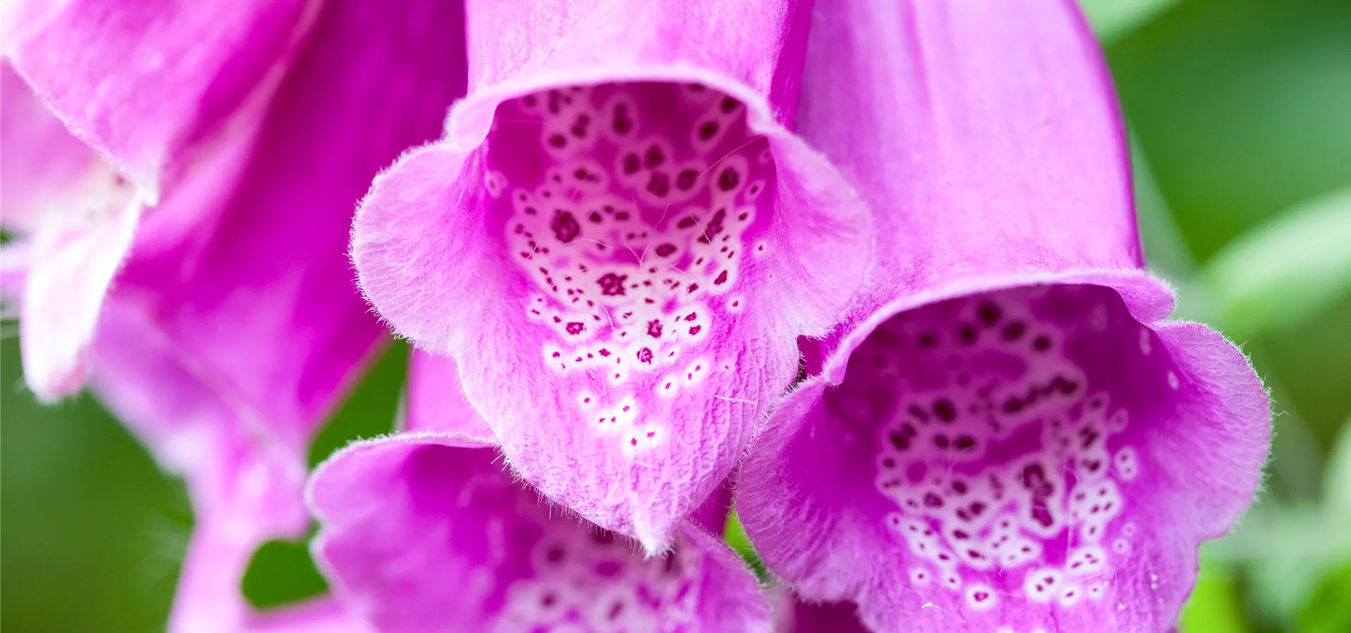 Digitalis purpurea, rosa