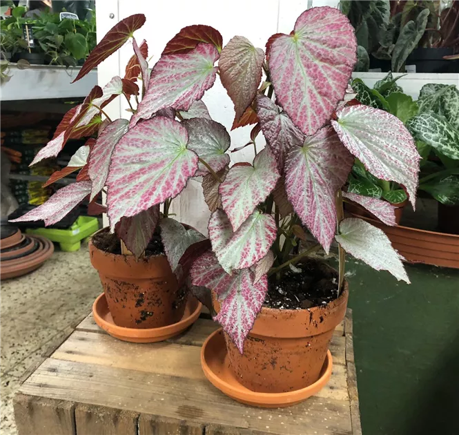 Begonia 'Two Face'
