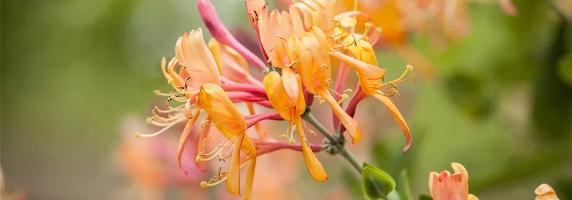 Frühblühende Gehölze - Die Vorboten des Frühlings