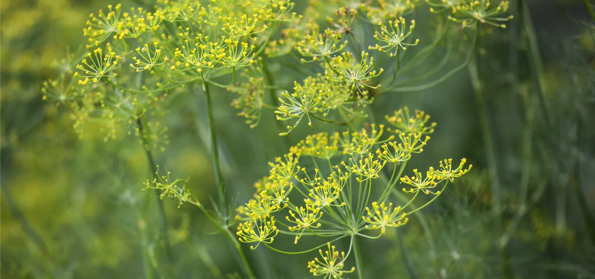 Anethum graveolens
