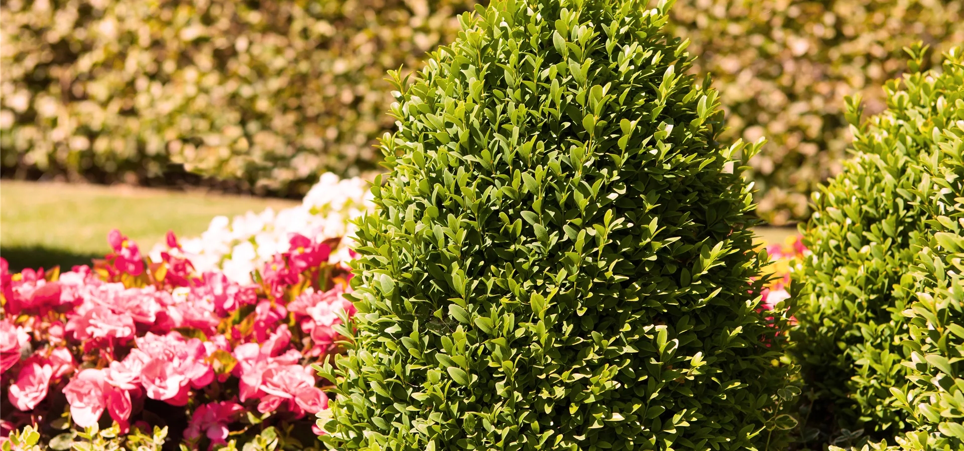 Buxus sempervirens var. arborescens