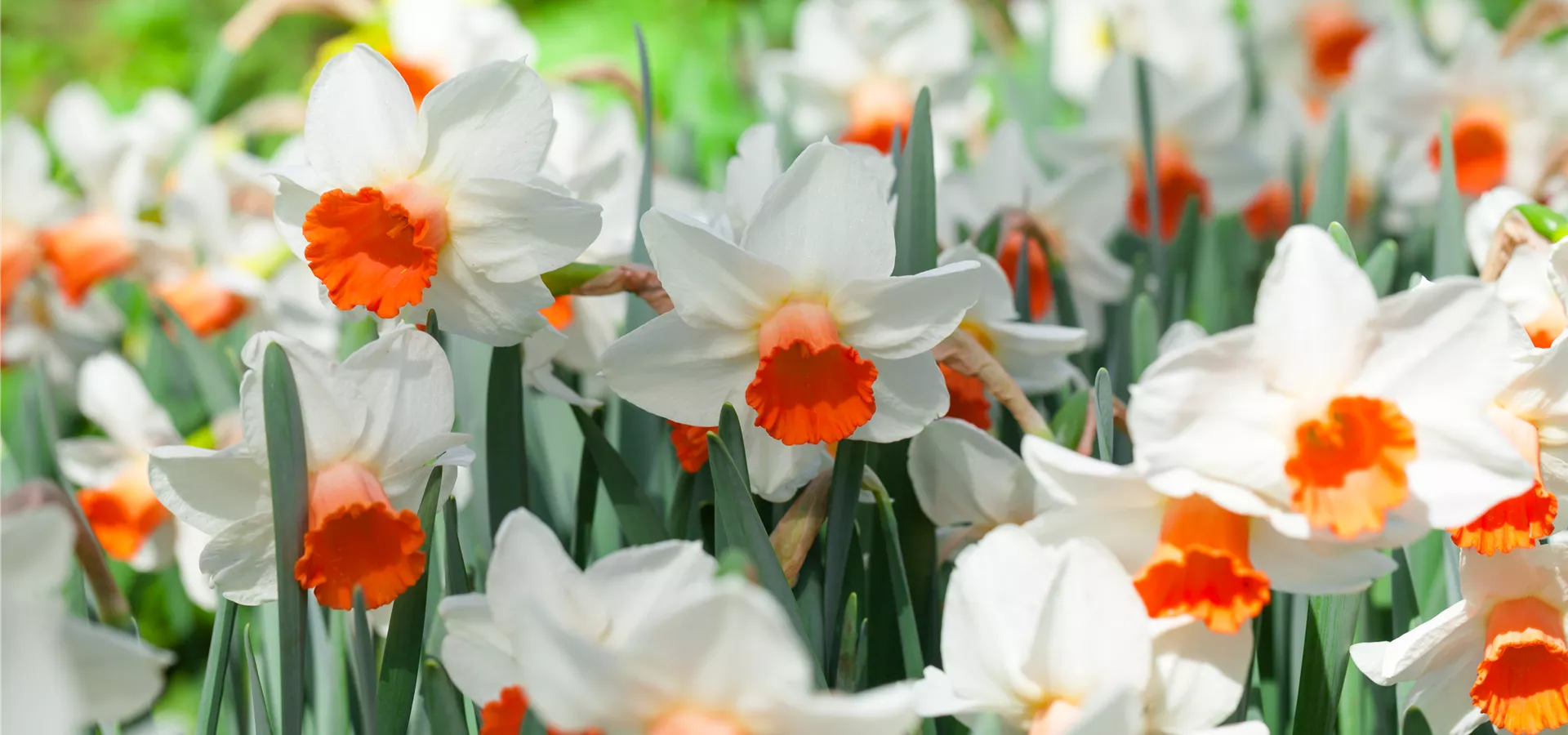 Narcissus cyclamineus