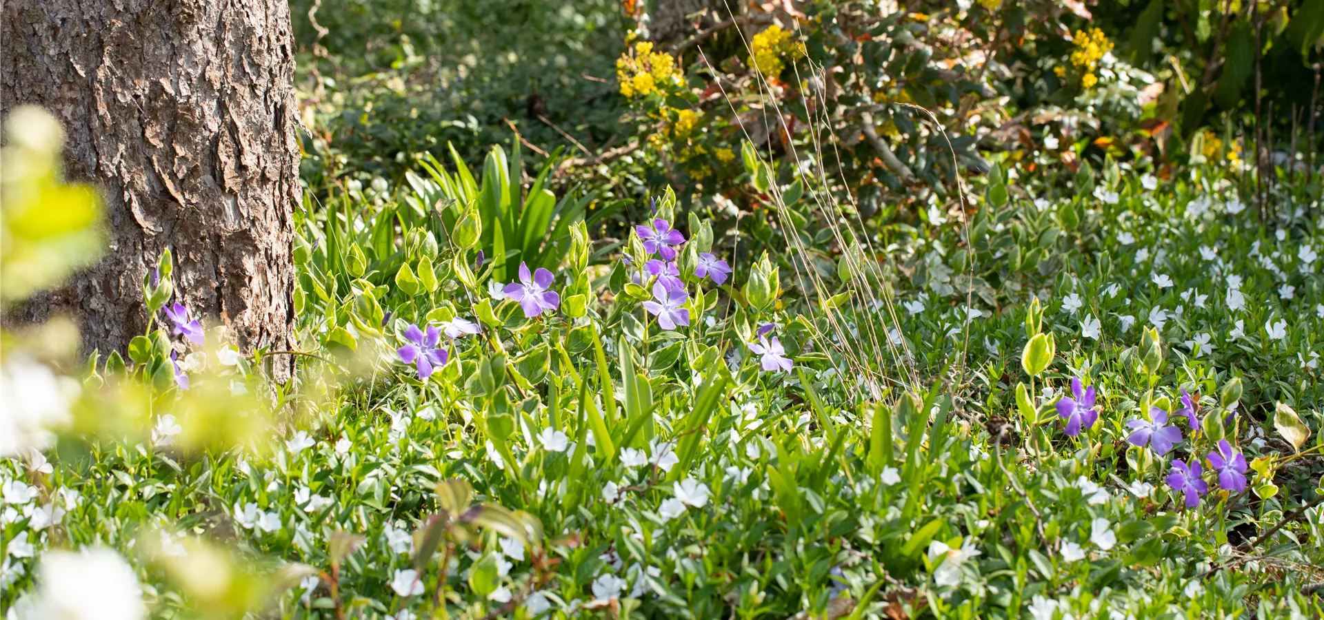 Vinca major