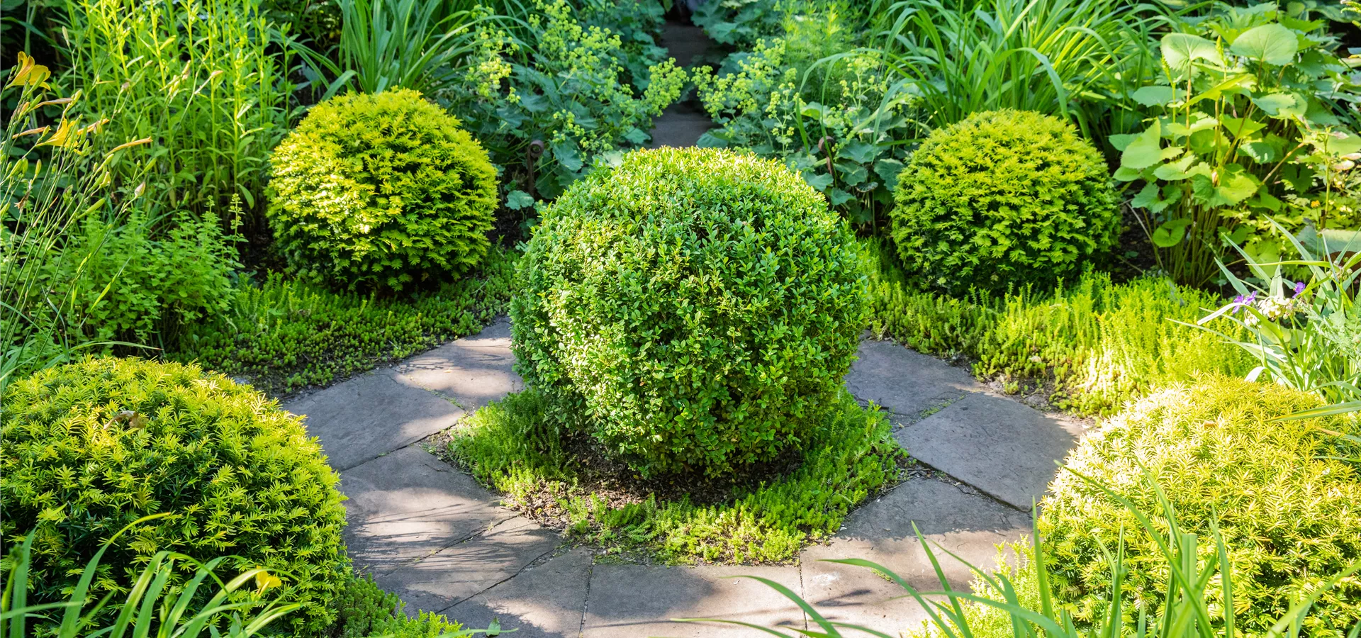 Buxus sempervirens, Kugel