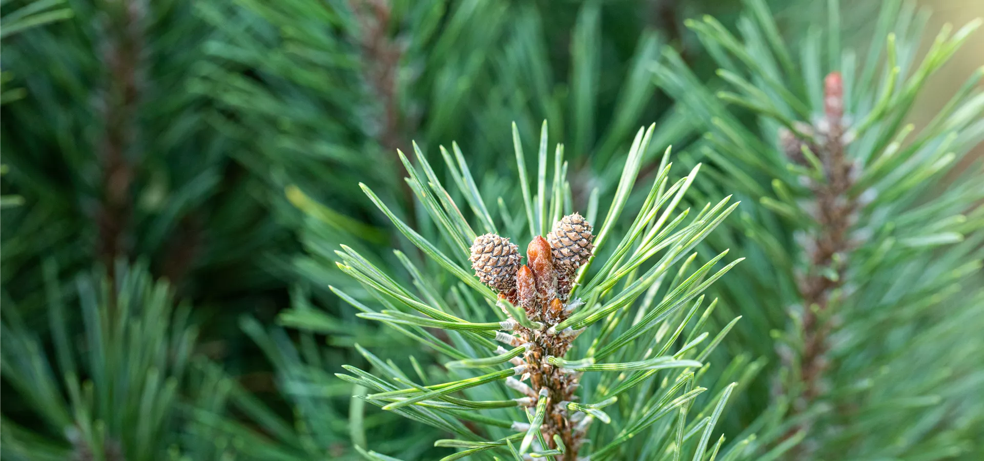 Pinus mugo 'Slavanii'