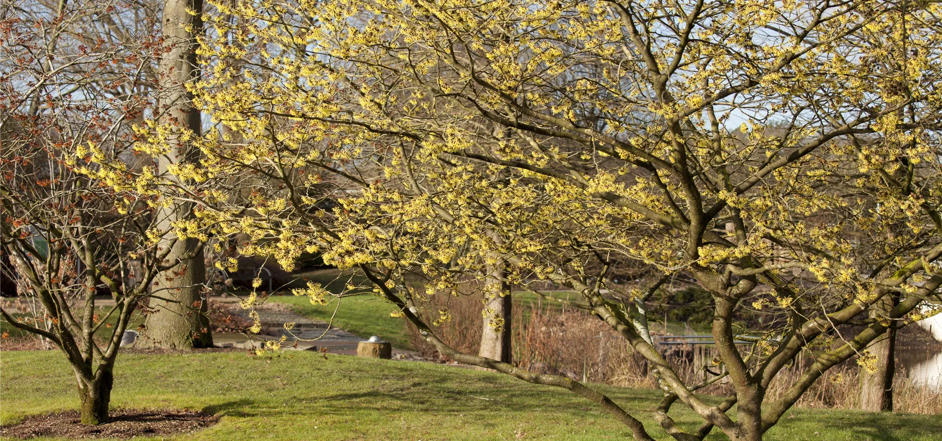 Hamamelis x intermedia 'Primavera'