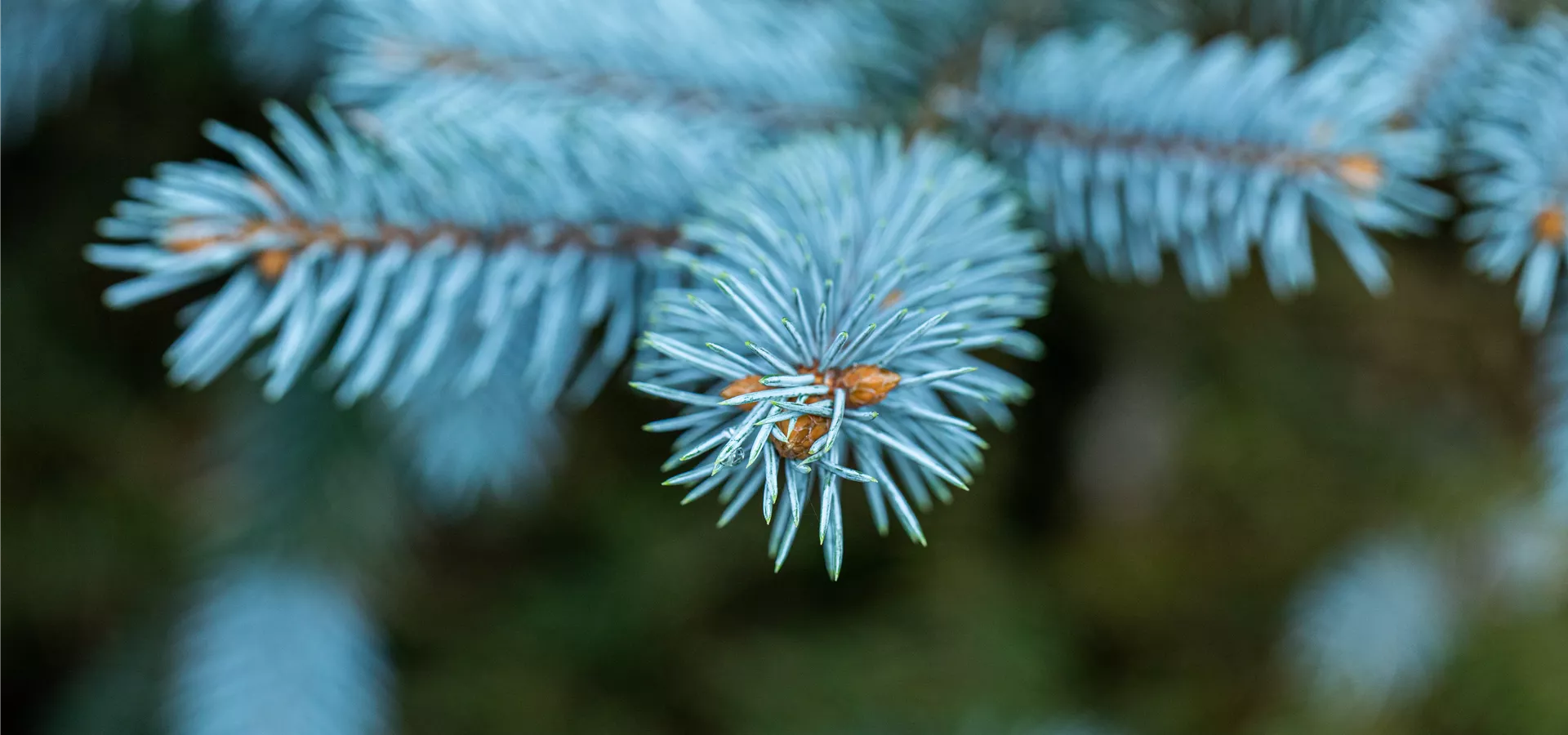 Picea pungens 'Dittersdorfer Zwerg'
