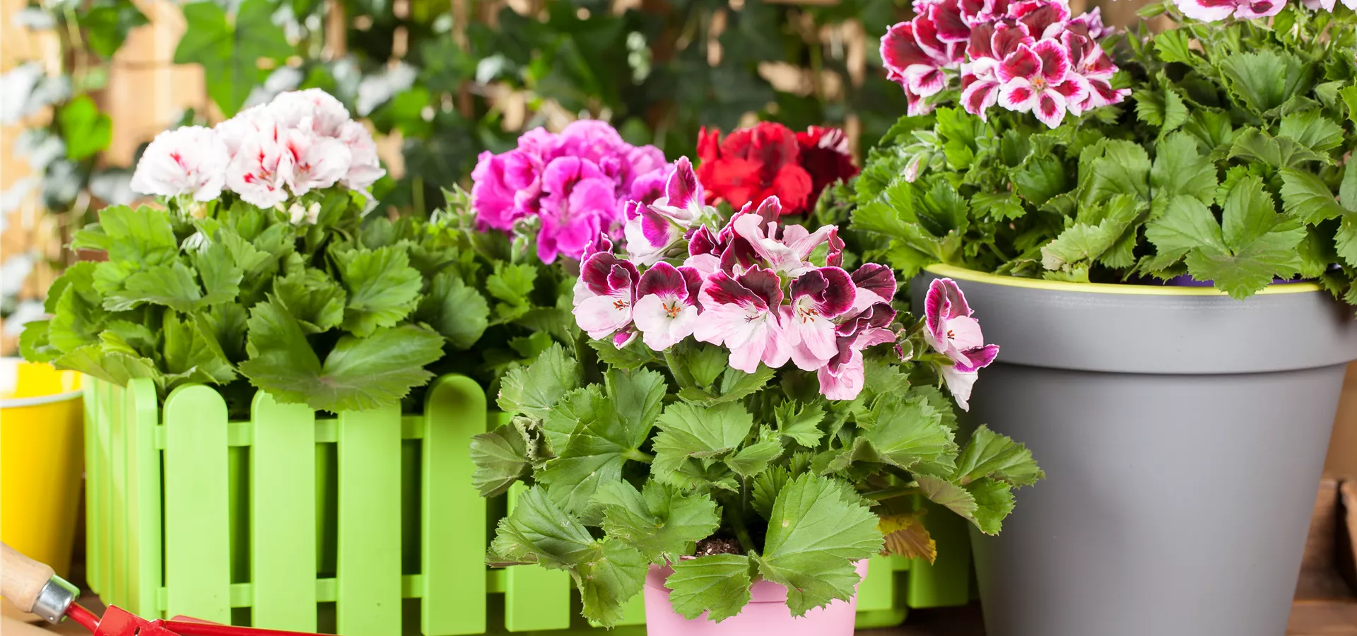 Pelargonium grandiflorum