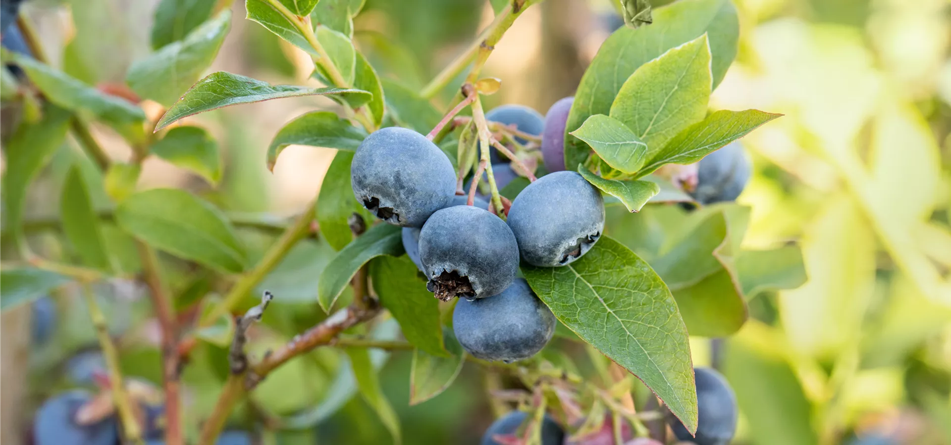 Vaccinium corymbosum 'Bluecrop'
