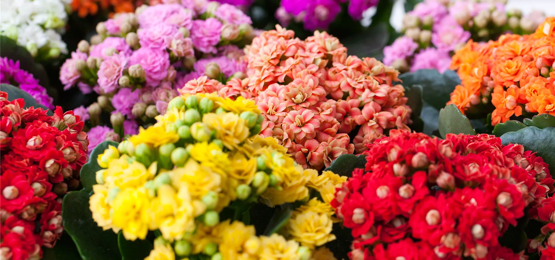 Kalanchoe blossfeldiana 'Rosalina'®