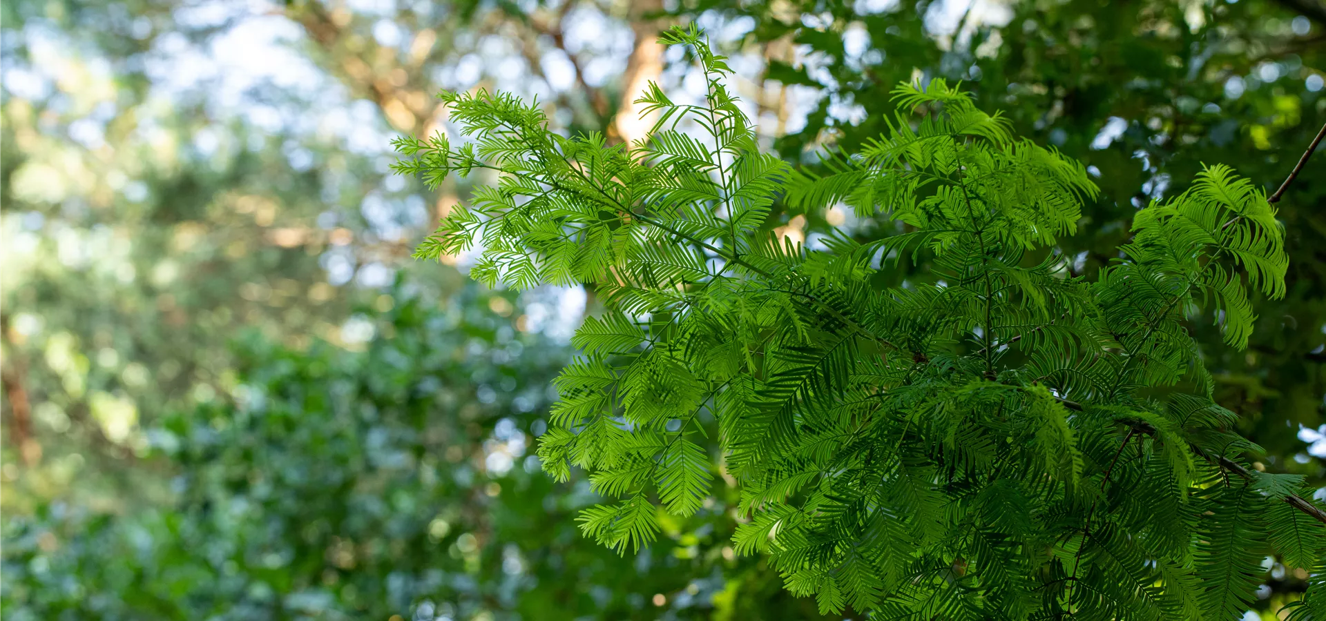 Metasequoia glyptostroboides