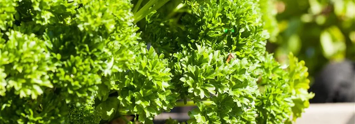 Kräuter im eigenen Garten: Anlegen des Kräutergartens