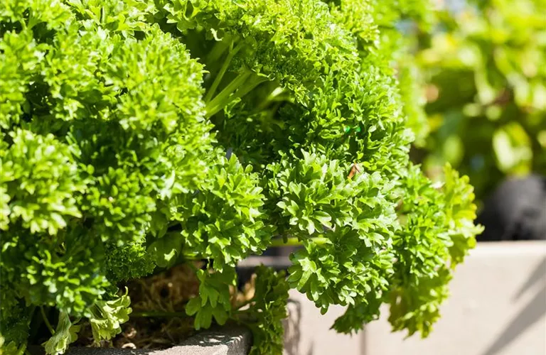 Kräuter im eigenen Garten: Anlegen des Kräutergartens