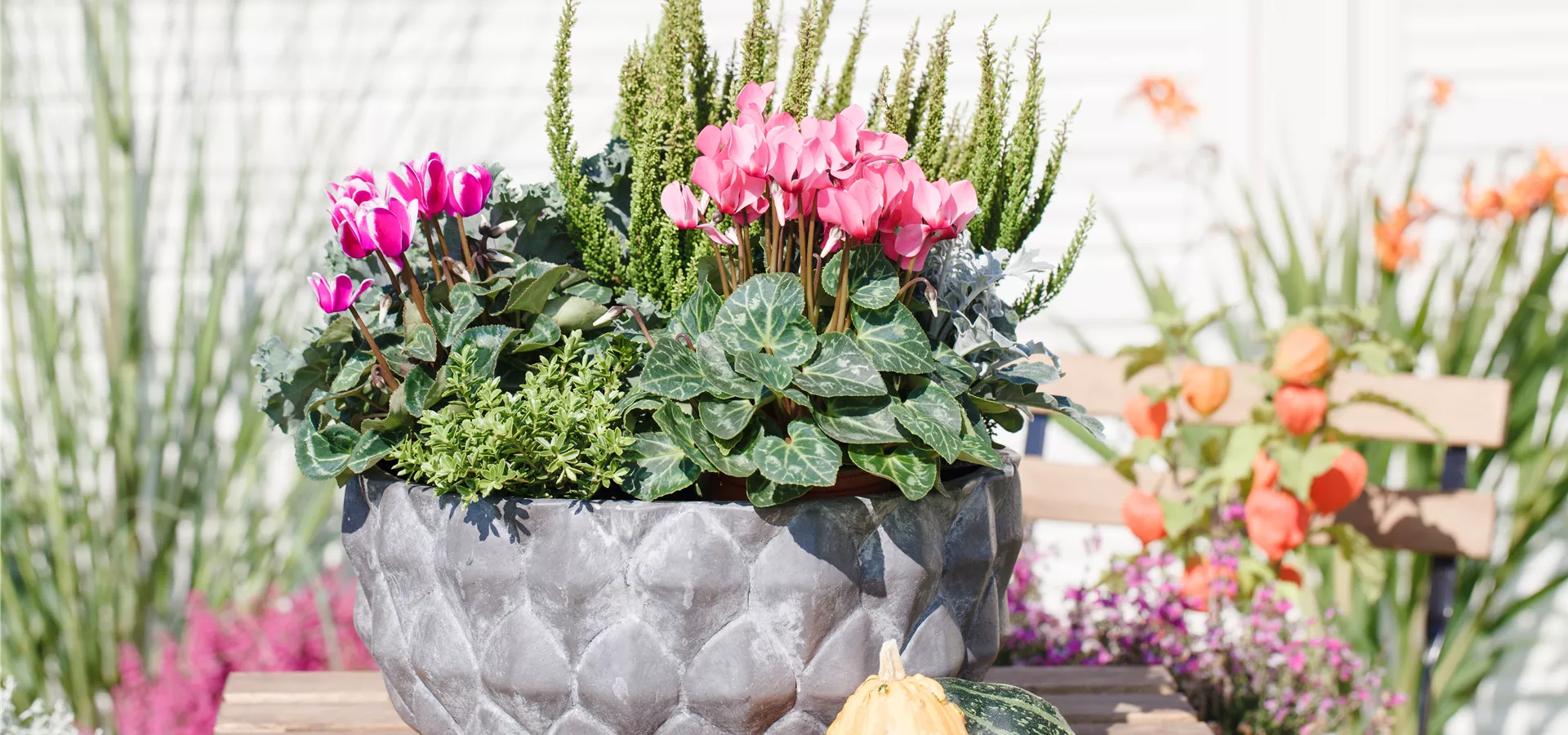 Cyclamen persicum 'Out-Land'® Cyclamen persicum 'Out-Land'®