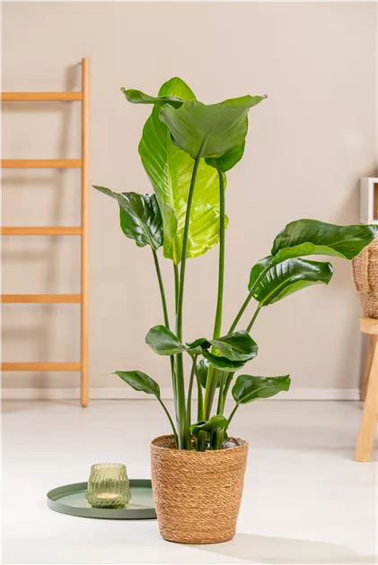 Strelitzia Nicolai