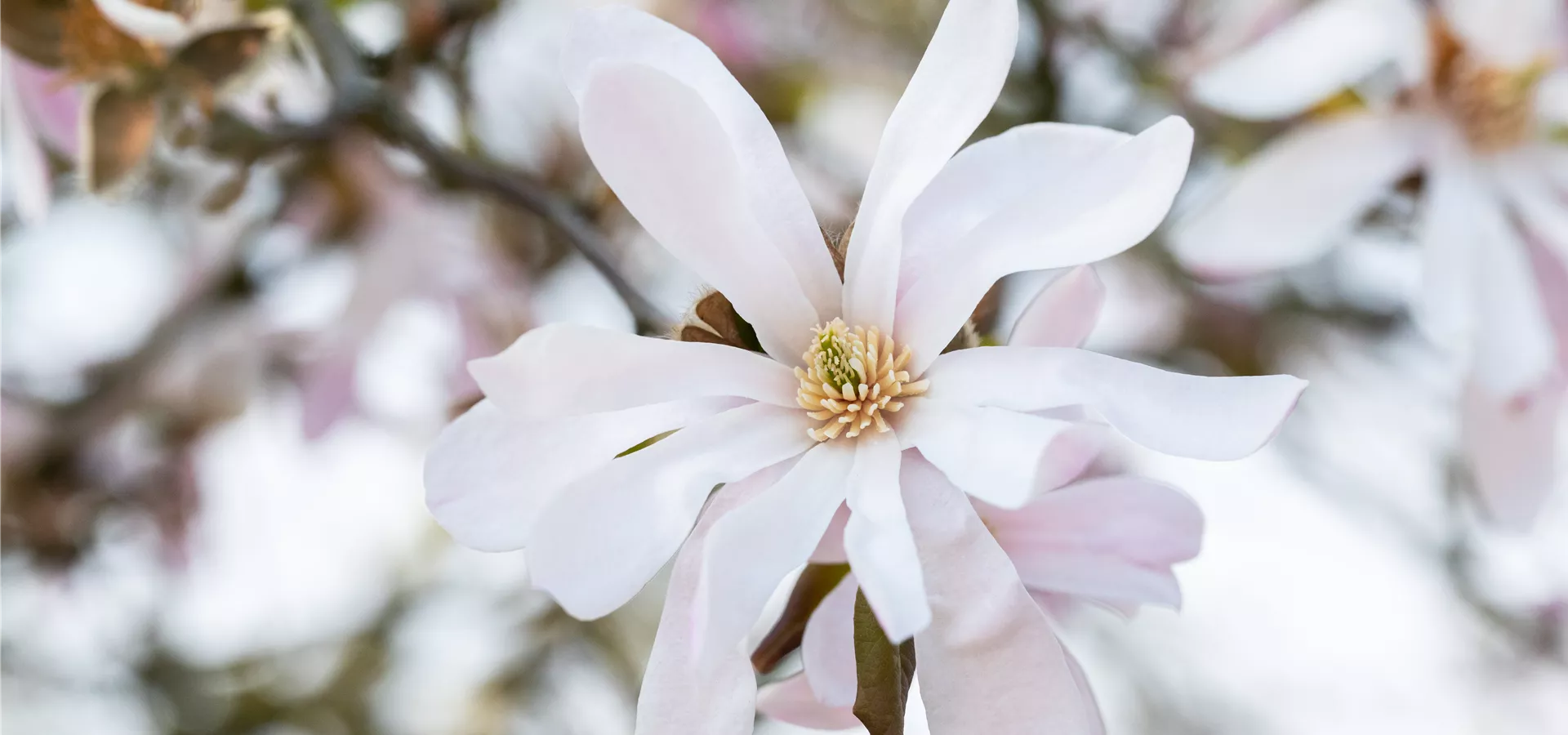 Magnolia x loebneri 'Leonard Messel'