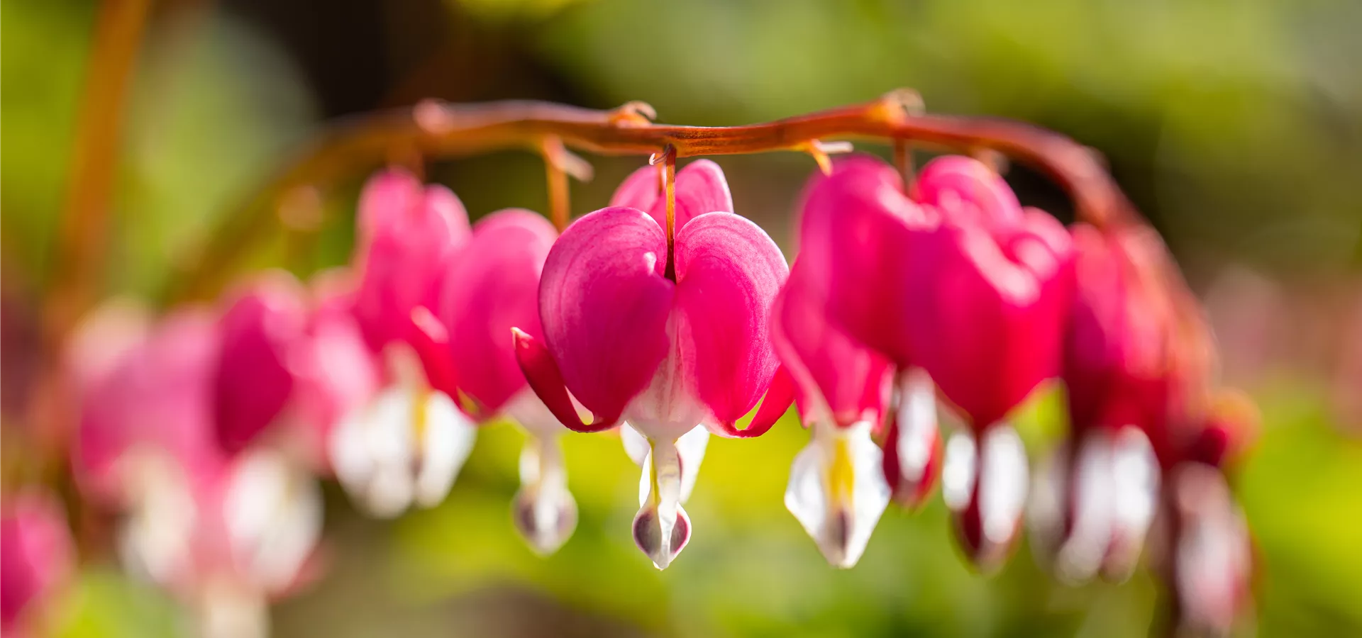 Dicentra spectabilis