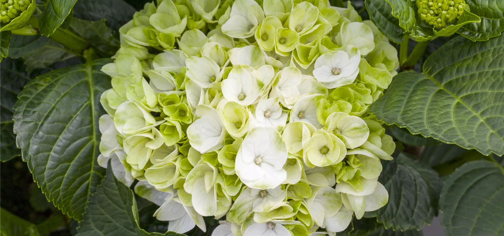 Hydrangea macrophylla 'Hochzeits-Hortensie'®