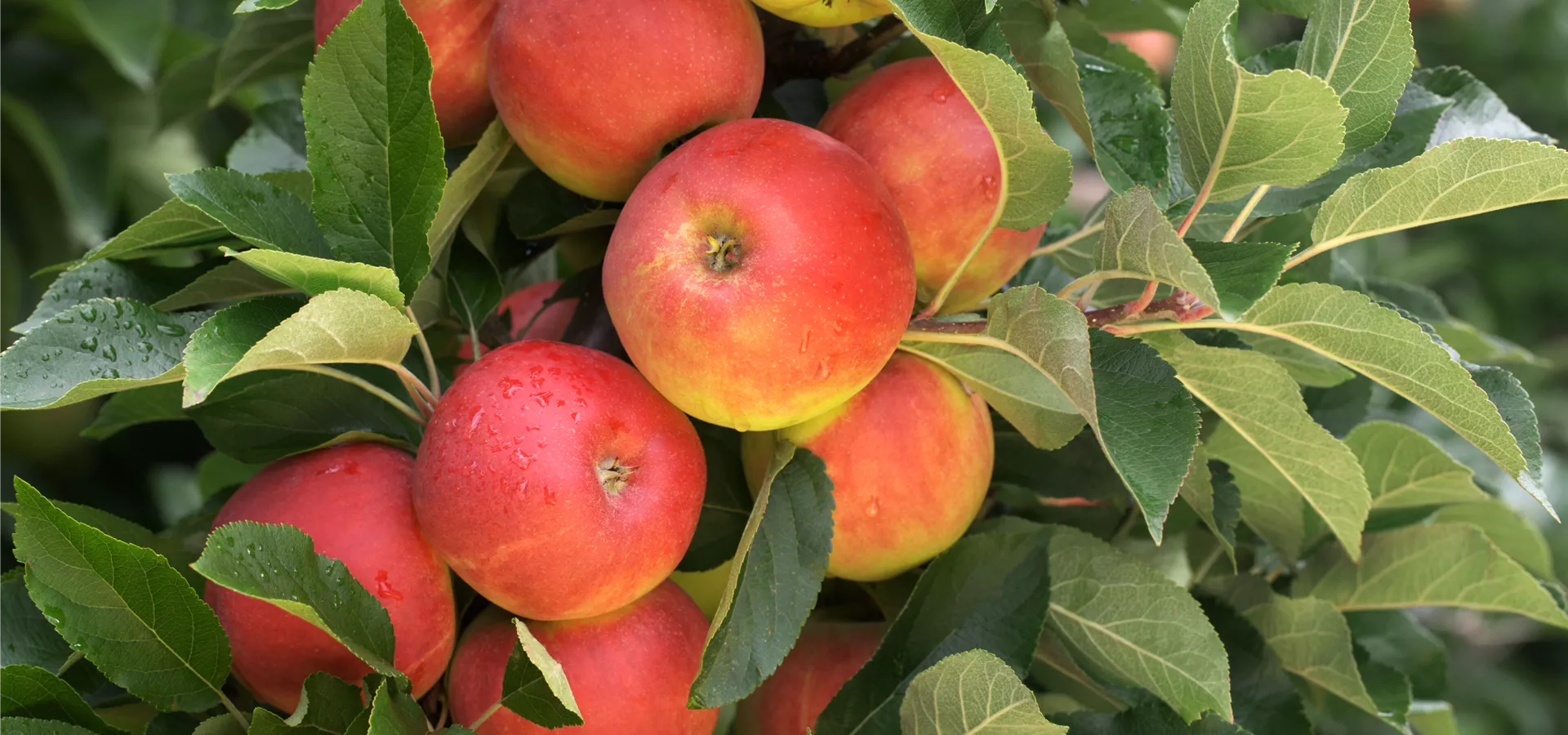 Malus domestica 'Elstar'