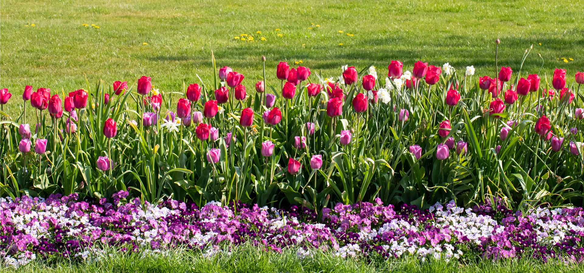 Tulipa 'Braveheart'