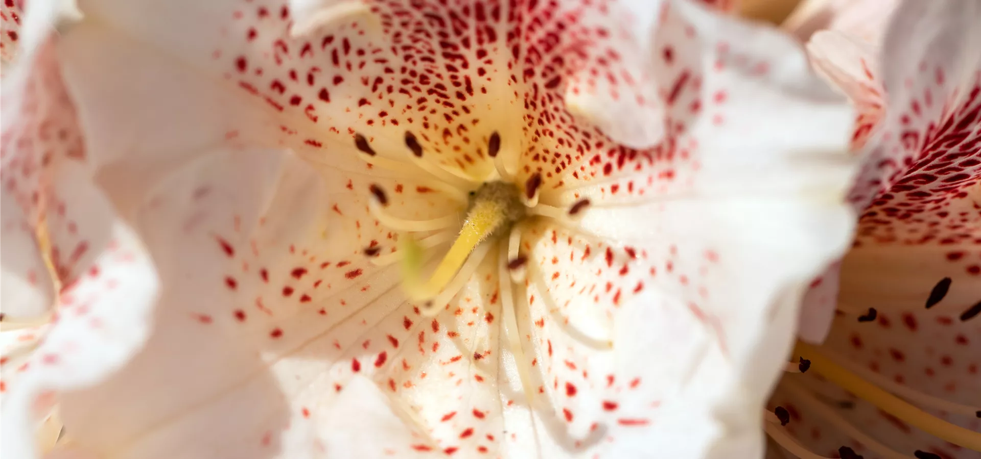 Rhododendron 'Double Dots'®