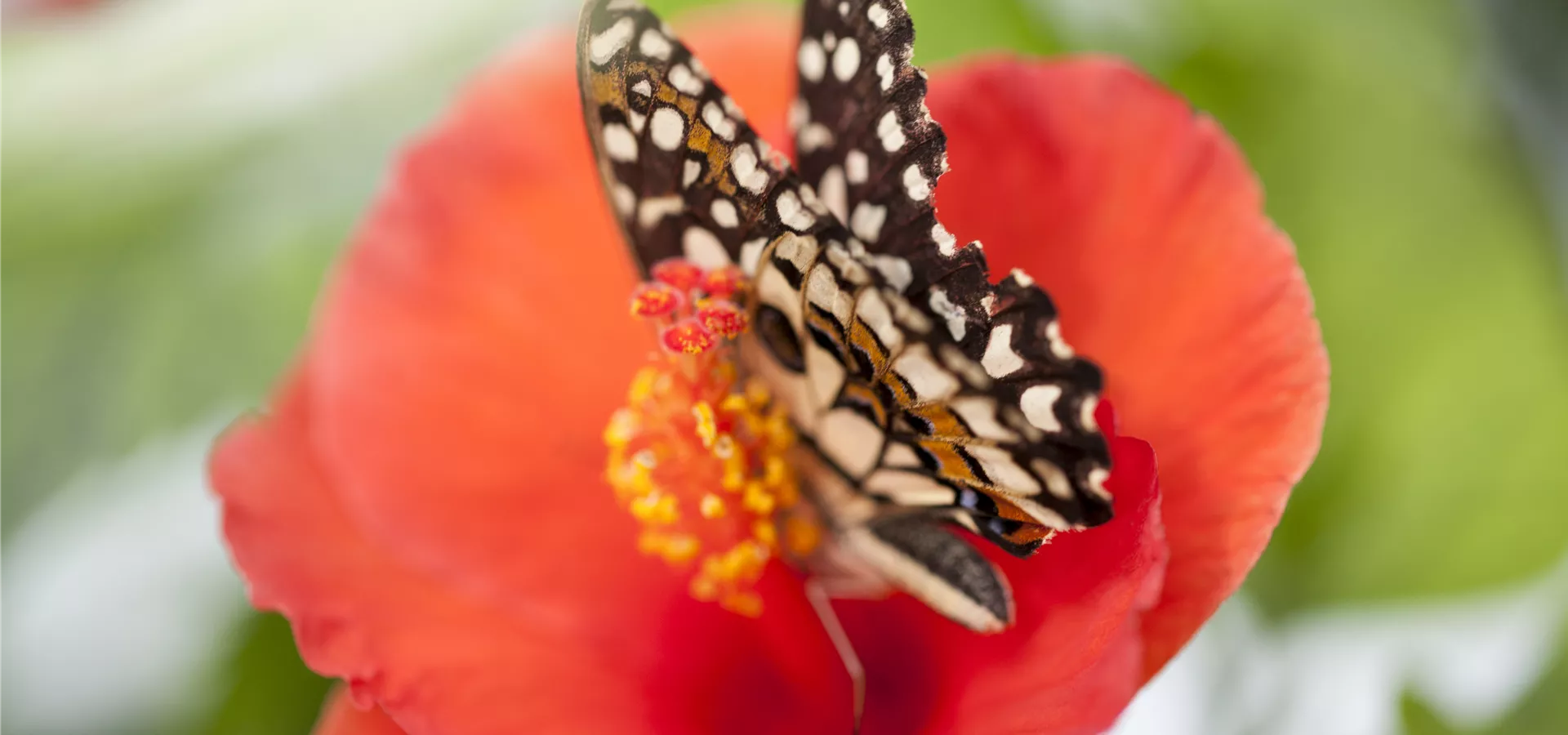 Hibiscus rosa-sinensis