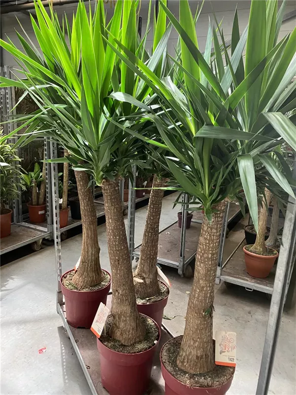 Maya Tree