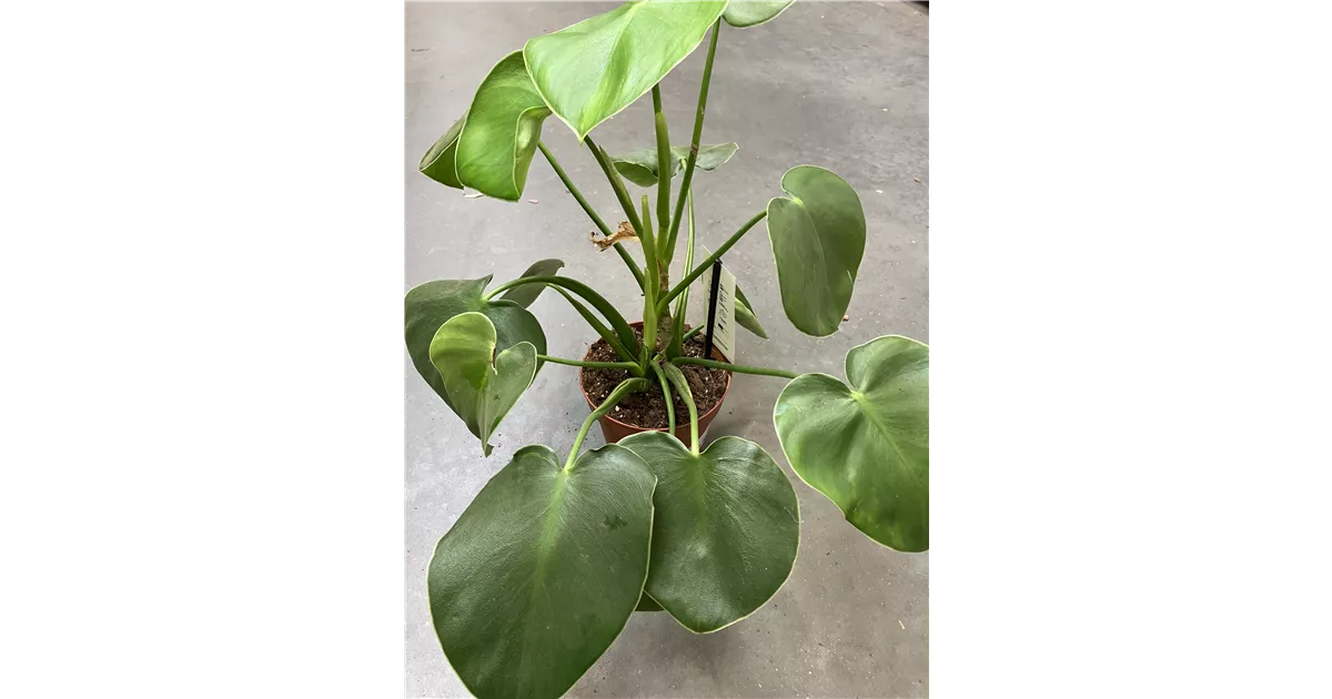 Philodendron Rugosum