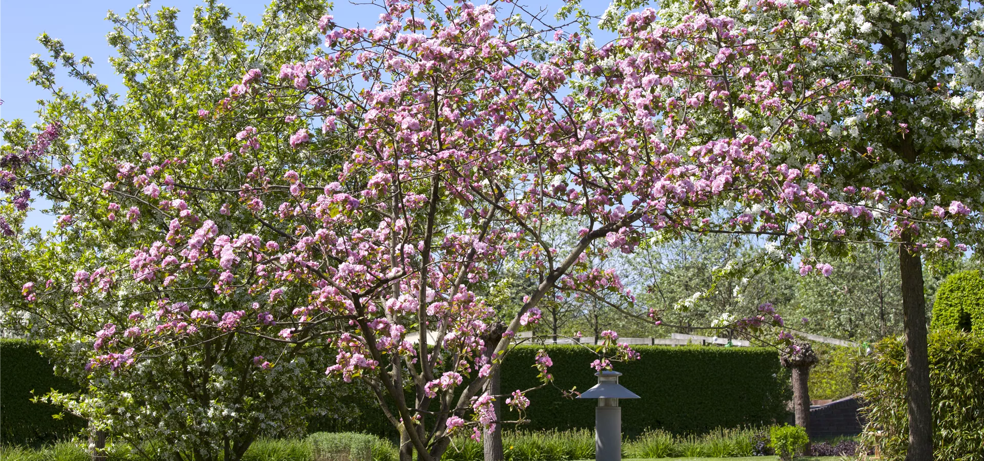 Malus 'Brandy Magic'