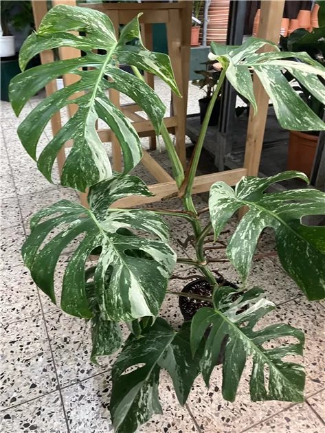 Monstera Deliciosa Variegata