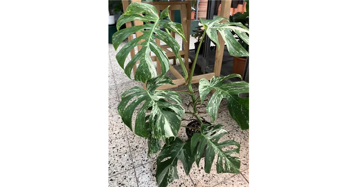 Monstera Deliciosa Variegata