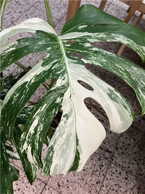 taxus 150 cm Taxus baccata Solitär kaufen? Bestellen Sie einfach online beim Züchter