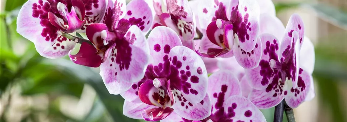 Die Orchideen-Klassiker