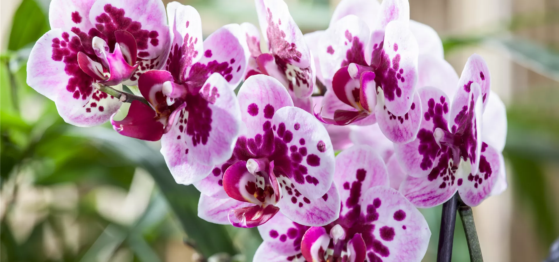 Phalaenopsis