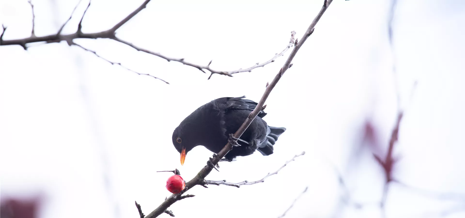 Amsel im Baum  Amsel im Baum