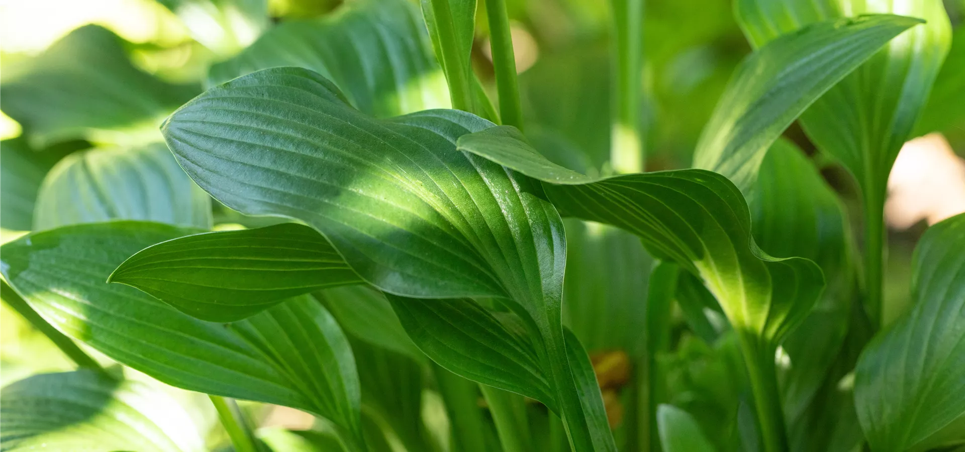 Hosta 'Small Parts'