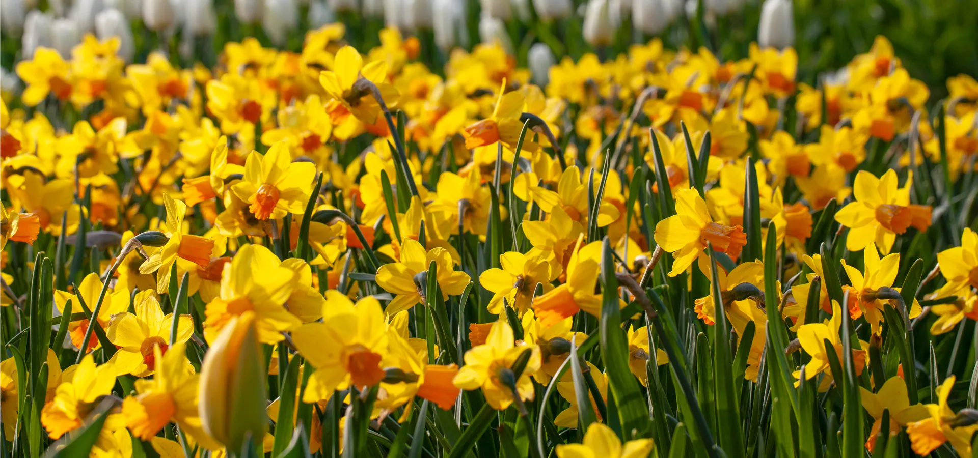 Narcissus pseudonarcissus
