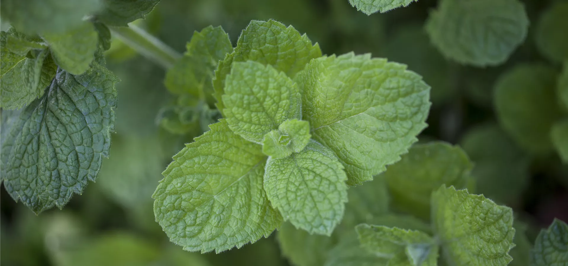 Mentha suaveolens 'Apple Mint'